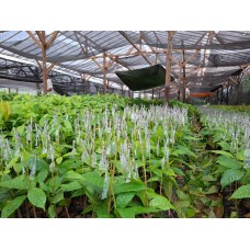 Bibit Kakao Sambung Pucuk MCC 02 - Liuwu Utara, Sulsel